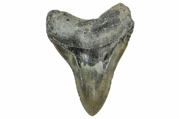 Serrated, Fossil Megalodon Tooth - North Carolina #340857